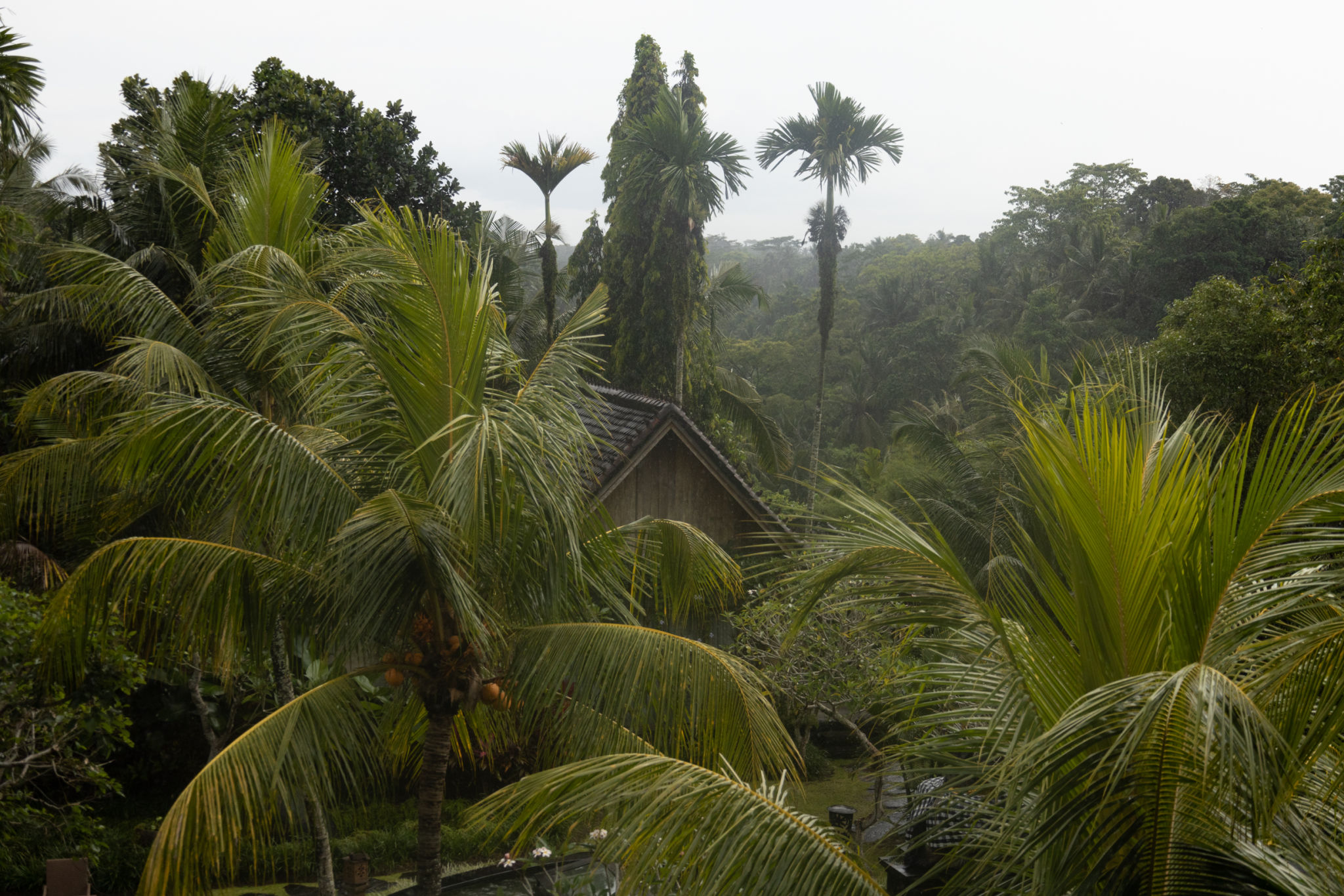 Tropical rainforest landscape Tropical rainforest landscape