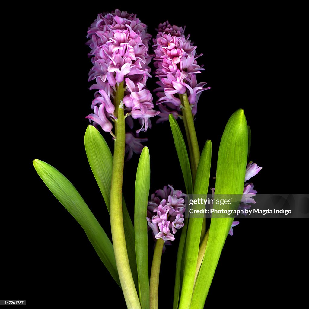 Pink hyacinths