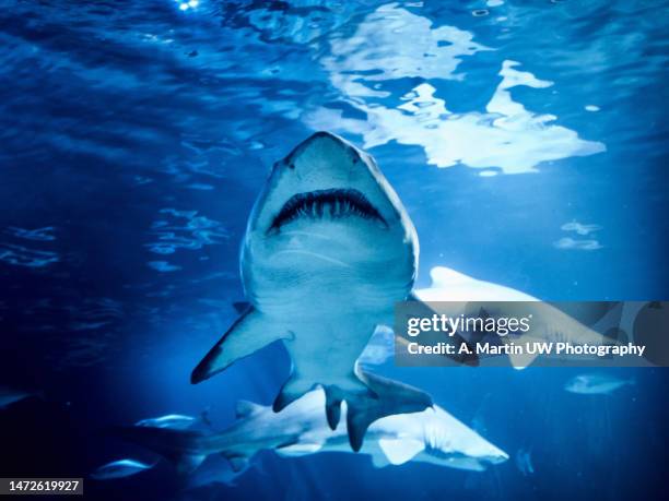 Sand Tiger Shark Teeth Photos and Premium High Res Pictures - Getty Images