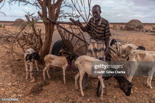 Aden Gurey Ali a livestock herder with his last remaining herd on October 17,2022 in the Doolow region of Somalia. Aden lives in a small village some...