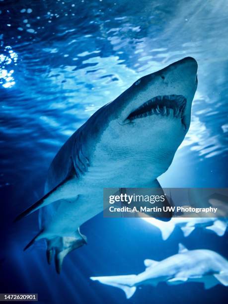 a sand tiger shark (carcharias taurus) in a fishtank - tiger shark stock-fotos und bilder