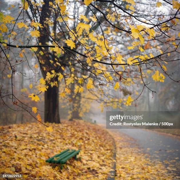 trees on field during autumn,kyiv,ukraine - autumn kyiv stock pictures, royalty-free photos & images