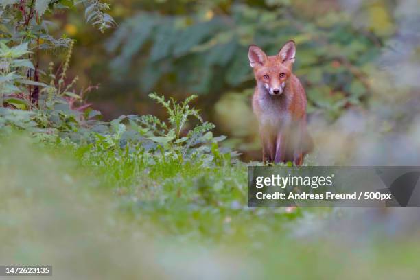 portrait of red fox standing on field,germany - fuchs stock-fotos und bilder