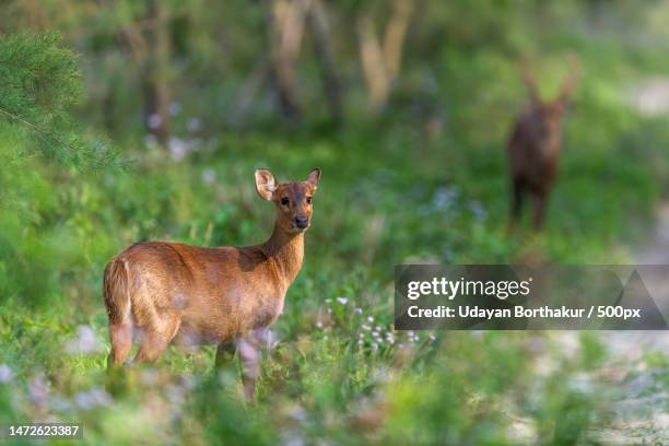 portrait of roe deer standing on field,kaziranga national park,assam,india - kaziranga national park foto e immagini stock