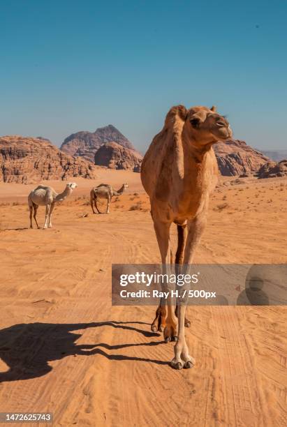 full length of dromedary camel walking in desert - dromedar stock-fotos und bilder