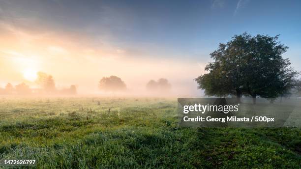 trees on field against sky during foggy weather,vaihingen an der enz,germany - kontrastreich stock pictures, royalty-free photos & images