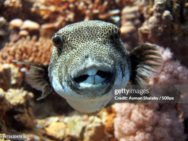 close-up of puffer tropical balloonsaltwater fish swimming in aquarium - puffer fish stock pictures, royalty-free photos & images