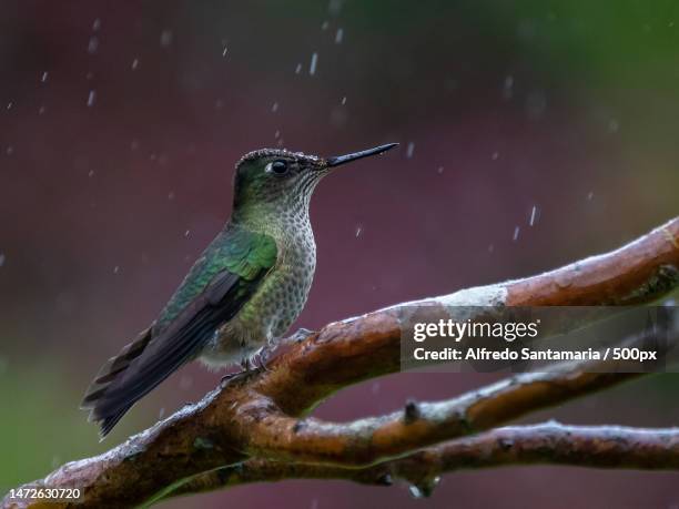 close-up of hummingtropical bird perching on branch,chile - organismo-vivo fotografías e imágenes de stock