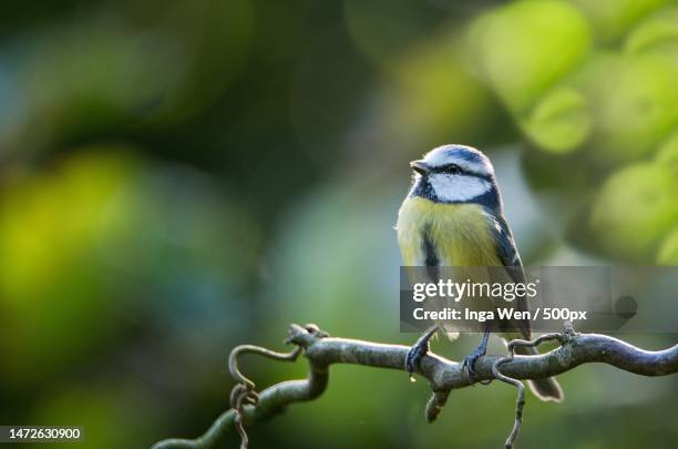 close-up of songtitmouse perching on branch,germany - songbird stock-fotos und bilder