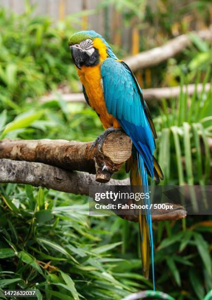 this is a photo of a beautiful macaw bird,indonesia - blue and yellow macaw stock pictures, royalty-free photos & images