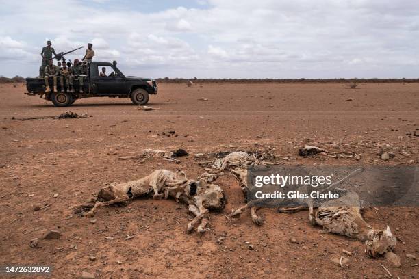 Vehicle with Somali National Army soldiers passes a group of goat carcasses lie on ground formerly used for pasture by local herders on October...