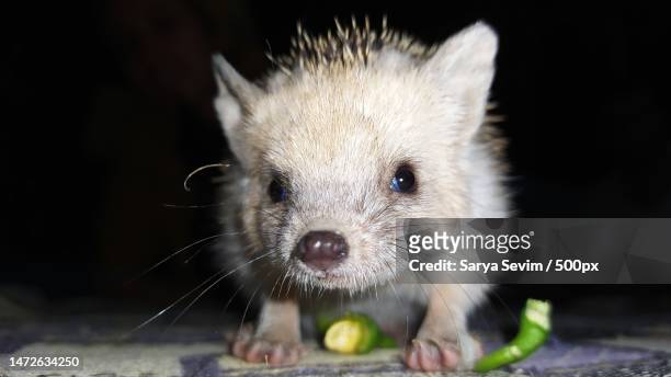 close-up of rodent on ground,batman,turkey - the batman stock pictures, royalty-free photos & images