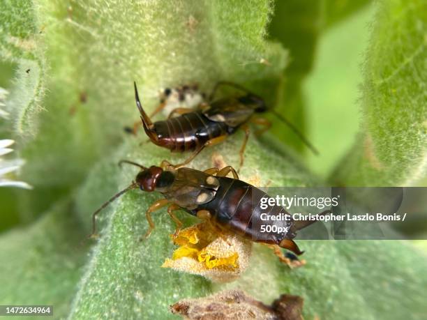 close-up of insects on leaf - earwig imagens e fotografias de stock