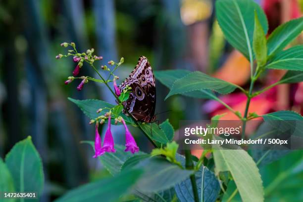 close-up of butterfly on purple flower,gainesville,florida,united states,usa - gainesville florida stock pictures, royalty-free photos & images
