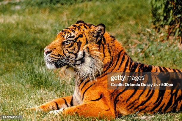 side view of sumatran tiger sitting on field,cork,ireland - sumatran tiger stock pictures, royalty-free photos & images