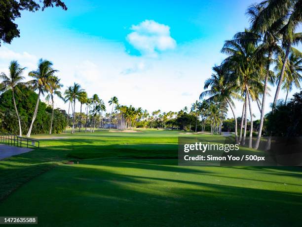 scenic view of palm trees on field against sky - golf bunker stock pictures, royalty-free photos & images