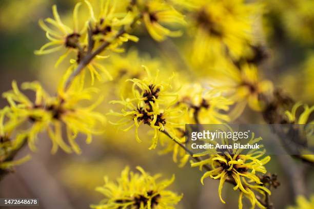 hamamelis vernalis, witch-hazel, blossoming bush in the garden in spring. macro of yellow flowers. - hamamelis stock-fotos und bilder