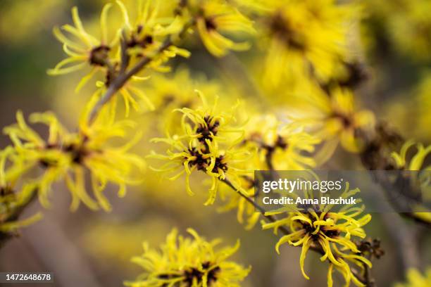 hamamelis vernalis, witch-hazel, blossoming bush in the garden in spring. macro of yellow flowers. - hamamelis stockfoto's en -beelden