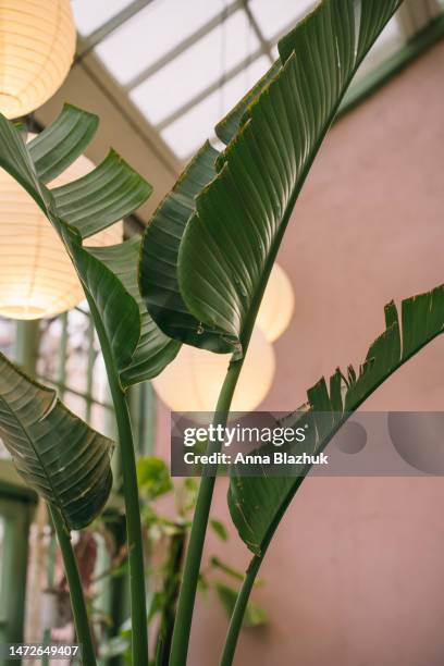 Banana Leaf House Photos and Premium High Res Pictures - Getty Images