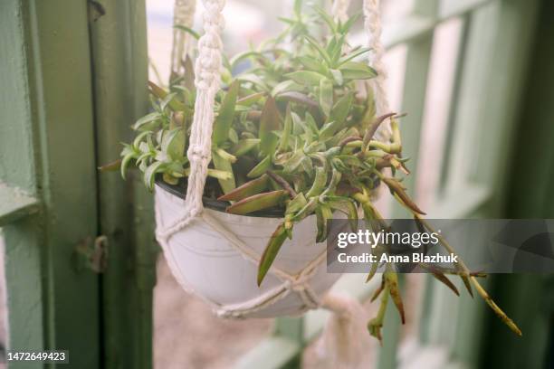 potted plant of crassula fusca hanging near window in home interior. home decor. house plants idea. - crassula stock pictures, royalty-free photos & images