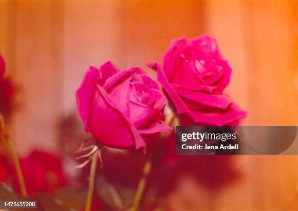 red roses love concept, romance concept, 1970s vintage snapshot - jena rose stock-fotos und bilder