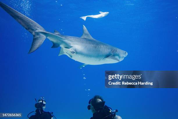 tiger shark (galeocerdo cuvier) - rebecca da costa - fotografias e filmes do acervo