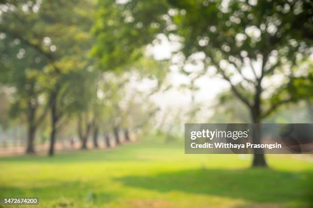 abstract blurred leaves of tree in nature forest with sunny and bokeh light at public park background - parque público fotografías e imágenes de stock