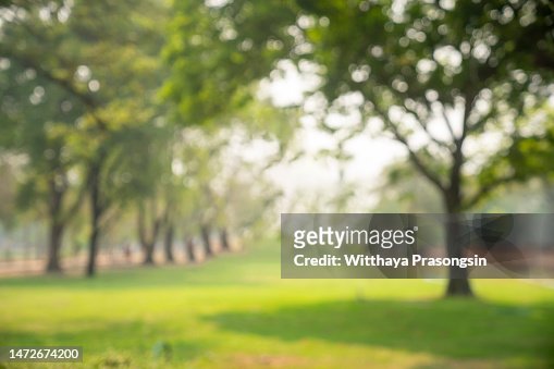 Abstract blurred leaves of tree in nature forest with sunny and bokeh light at public park background