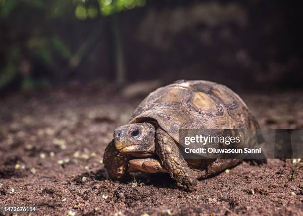 tortoise - banjul nature stock-fotos und bilder