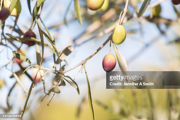 olives - kalamata olive fotografías e imágenes de stock