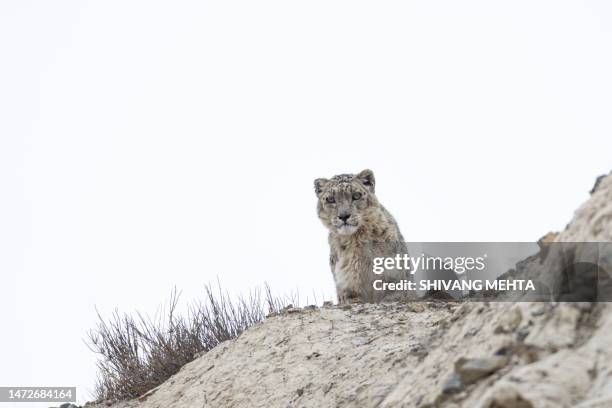 a snow leopard in indian himalayas - snow leopard stock pictures, royalty-free photos & images