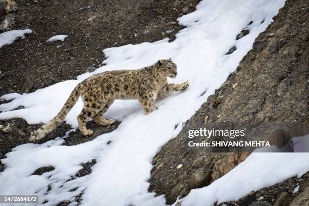 a snow leopard in indian himalayas - himalaya katze stock-fotos und bilder