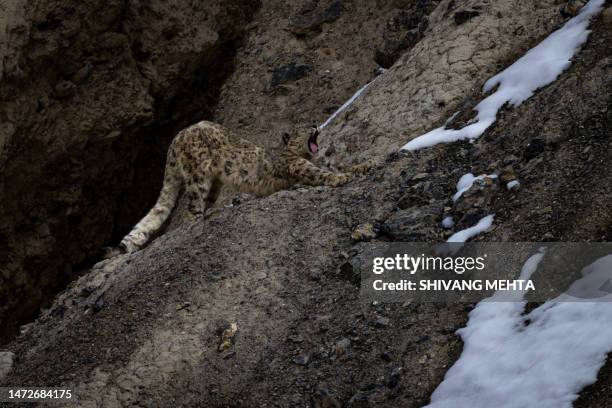 a snow leopard in indian himalayas - himalaya katze stock-fotos und bilder