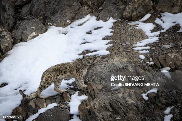 a snow leopard in indian himalayas - himalaya katze stock-fotos und bilder