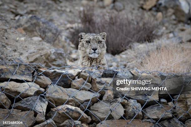 a snow leopard in indian himalayas - himalaya katze stock-fotos und bilder