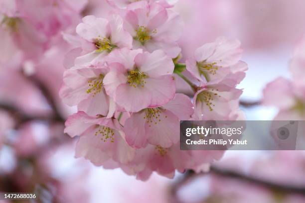 dc cherry blossoms (2) - washington dc cherry blossoms stock pictures, royalty-free photos & images