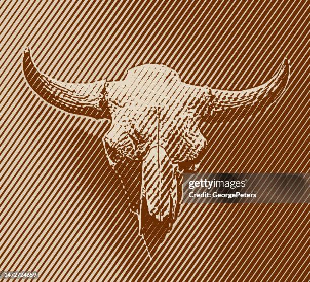 american bison skull and horns - bison head logo stock illustrations