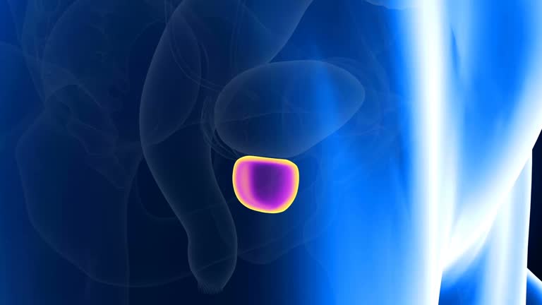 Prostate Purpose Prostate Gland Anatomy Videos and HD Footage - Getty Images