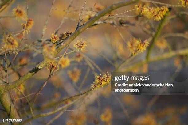 hamamelis x intermedia orange beauty. - hamamelis intermedia stock pictures, royalty-free photos & images