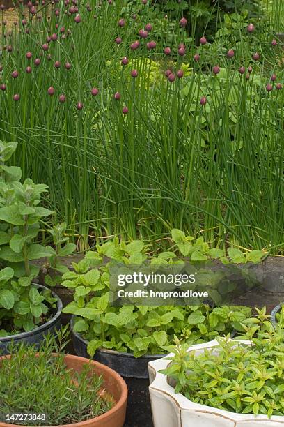 herb garden - lemon balm stockfoto's en -beelden