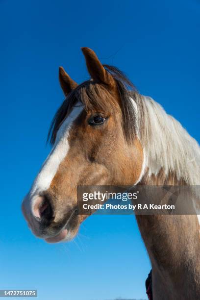 portrait of a coloured pony against a blue sky - horse head stock pictures, royalty-free photos & images