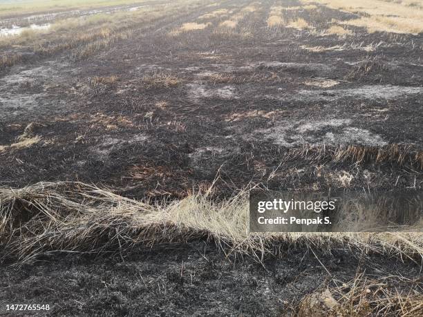 Destroyed Rice 3,603 Destroyed Crops Stock Photos, High-Res Pictures, and Images ...