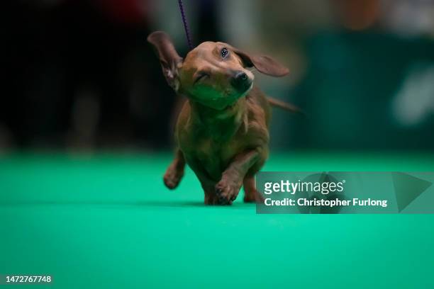 Dachshund miniature strides across the judging ring on day three of Crufts at the NEC Arena on March 11, 2023 in Birmingham, England. Billed as the...