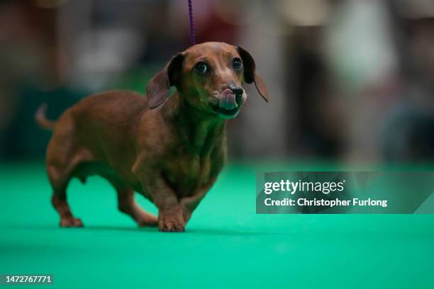 Dachshund miniature strides across the judging ring on day three of Crufts at the NEC Arena on March 11, 2023 in Birmingham, England. Billed as the...