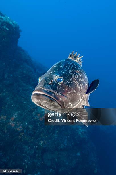 dusky grouper (epinephelus marginatus) - mero fotografías e imágenes de stock