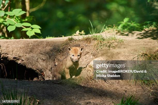 eurasian wolf (canis lupus lupus) youngster in a forest, hessen, germany - canis lupus lupus stock pictures, royalty-free photos & images