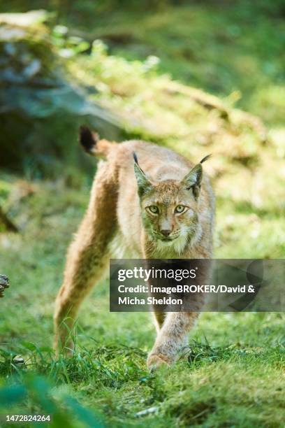 eurasian lynx (lynx lynx) in a forest, captive, hessen, bavaria, germany - eurasian lynx stock pictures, royalty-free photos & images
