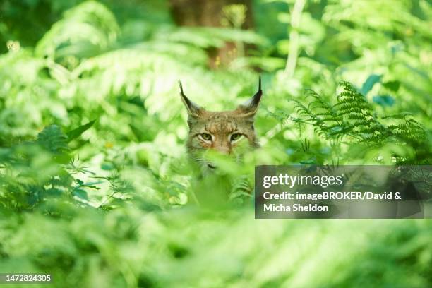 eurasian lynx (lynx lynx) in a forest, captive, hessen, bavaria, germany - lynx stock pictures, royalty-free photos & images