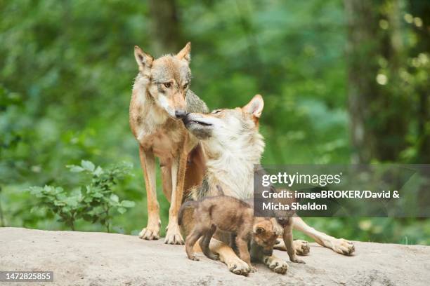 eurasian wolf (canis lupus lupus) mother with her youngsters in a forest, hessen, germany - canis lupus lupus stock pictures, royalty-free photos & images