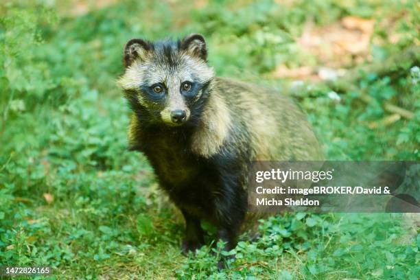 common raccoon dog (nyctereutes procyonoides) sitting in a forest, bavaria, germany - tanuki stock pictures, royalty-free photos & images